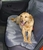Pet Pro УНИВЕРСАЛЬНАЯ НАКИДКА на сиденье автомобиля